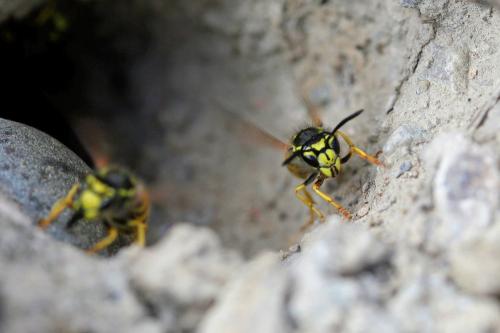 Vespula germanica
